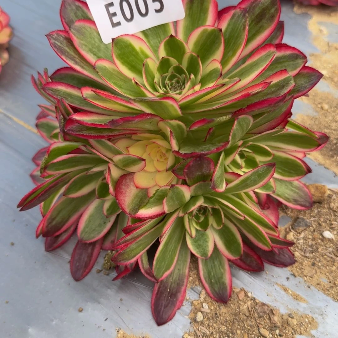 005荔枝。多肉植物