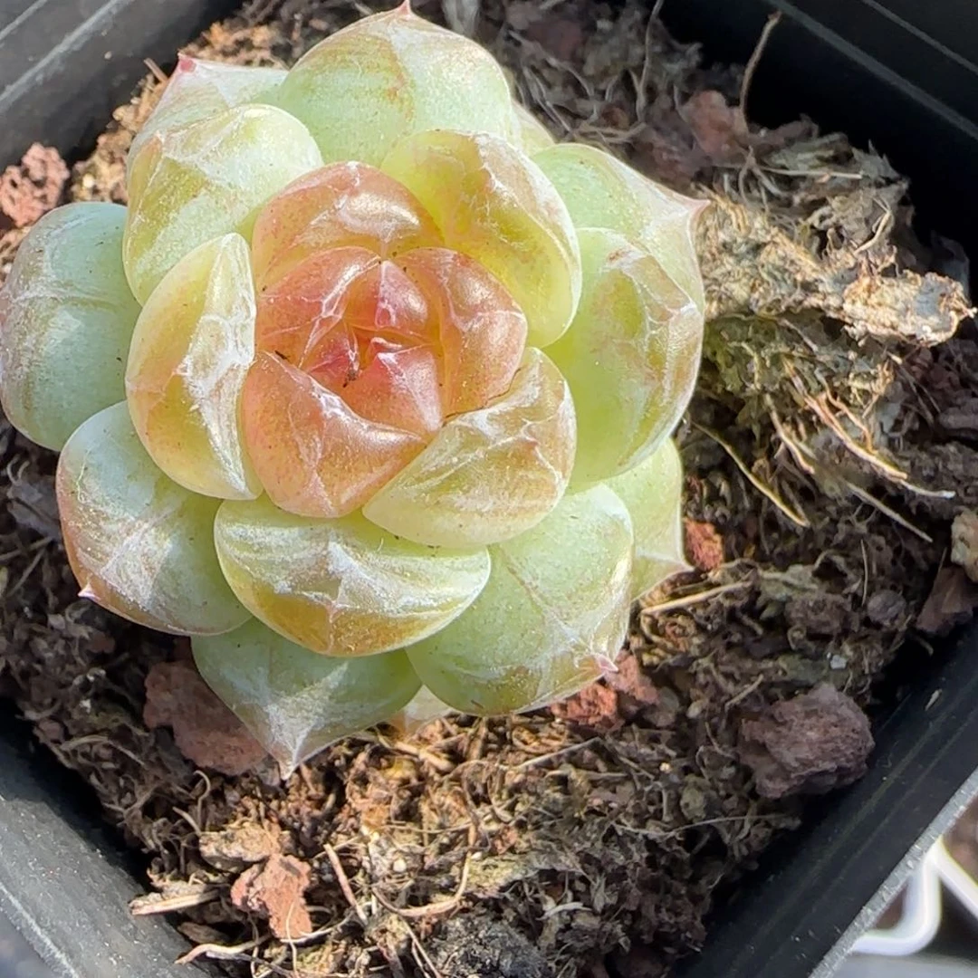 小卡拉米糖心一物一拍