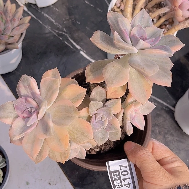 紫乐锦24107多肉植物