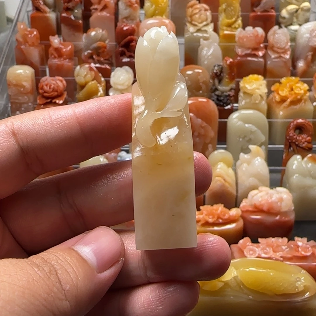 老挝石玉兰   1.7×6.2