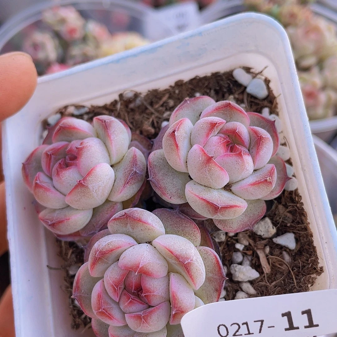 000000000000011量拍