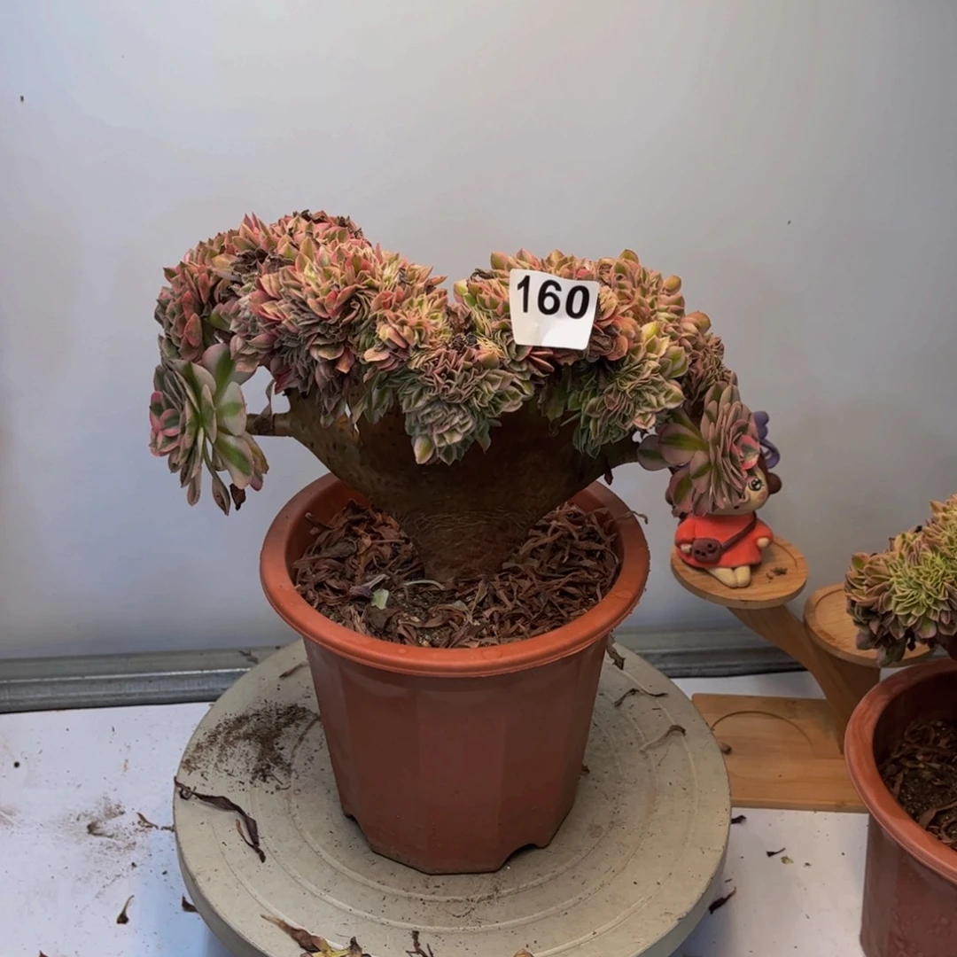 多肉植物倾城缀160