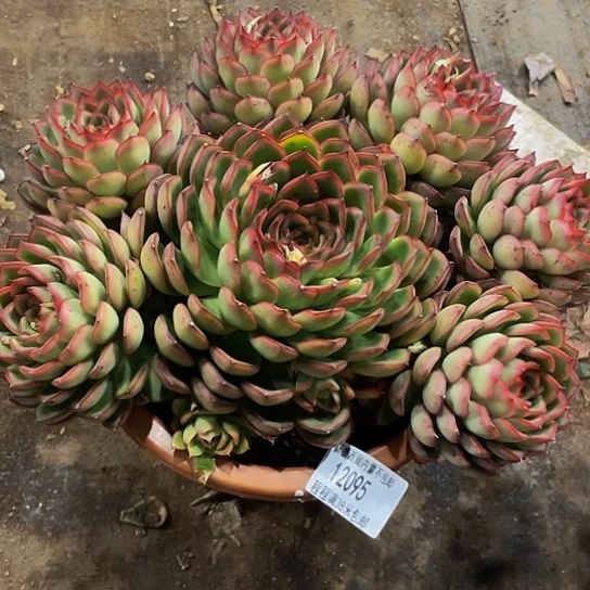 ❤️****萤火虫12095多肉