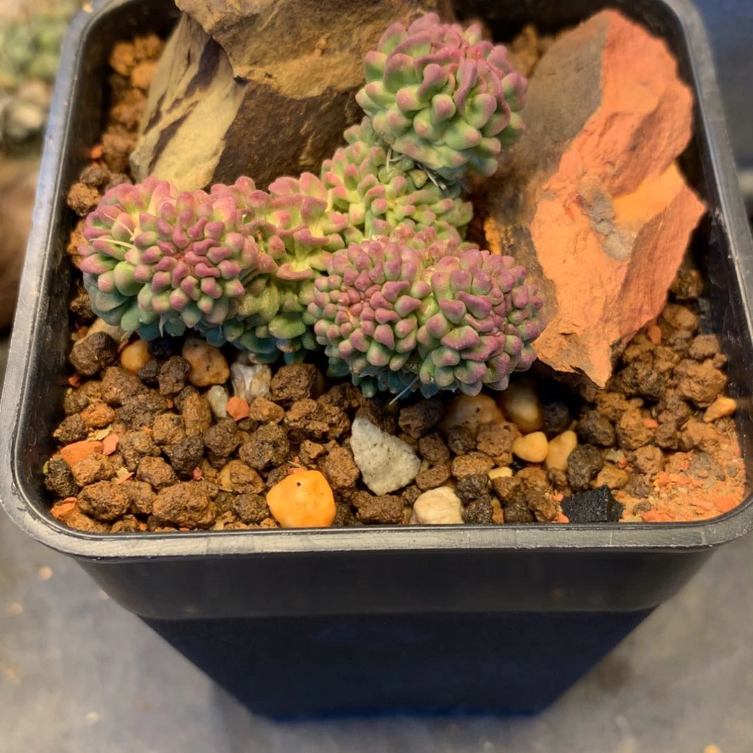 妙*佳专拍一物一拍。