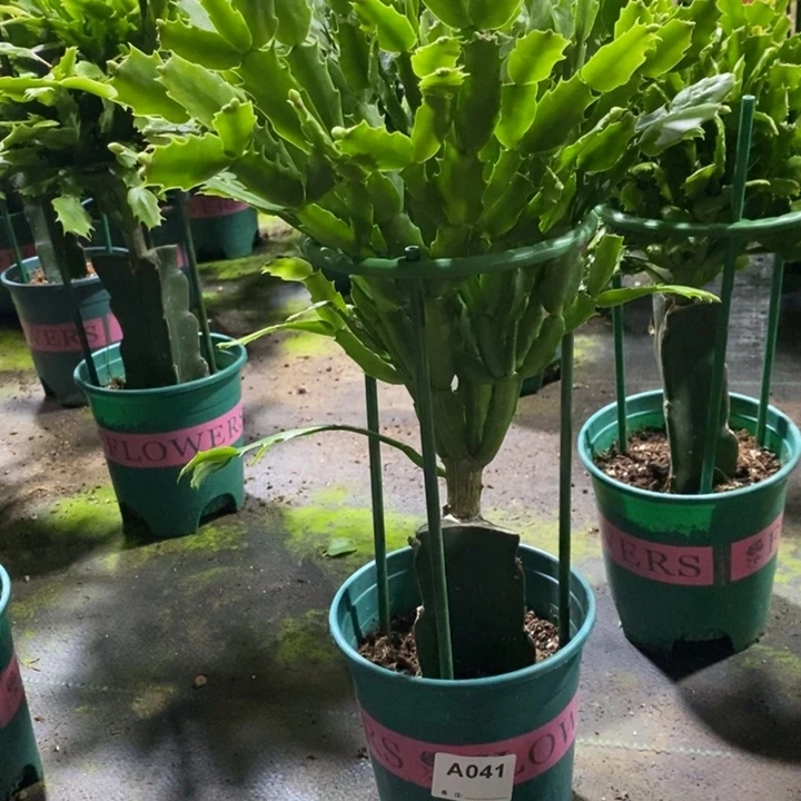 当前无花栽培后可以开花041嫁接2099