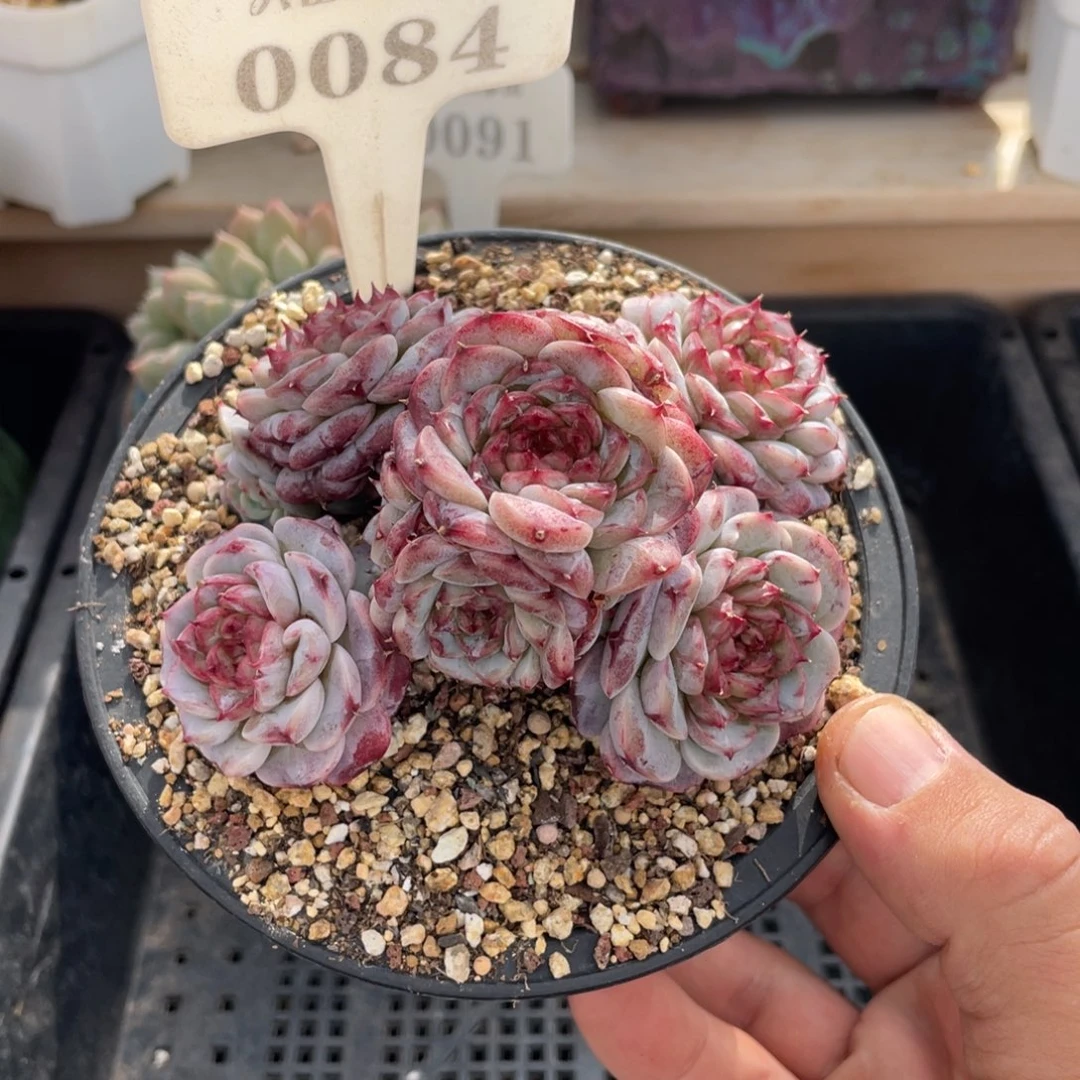 0084天鹅绒不带盆11厘米