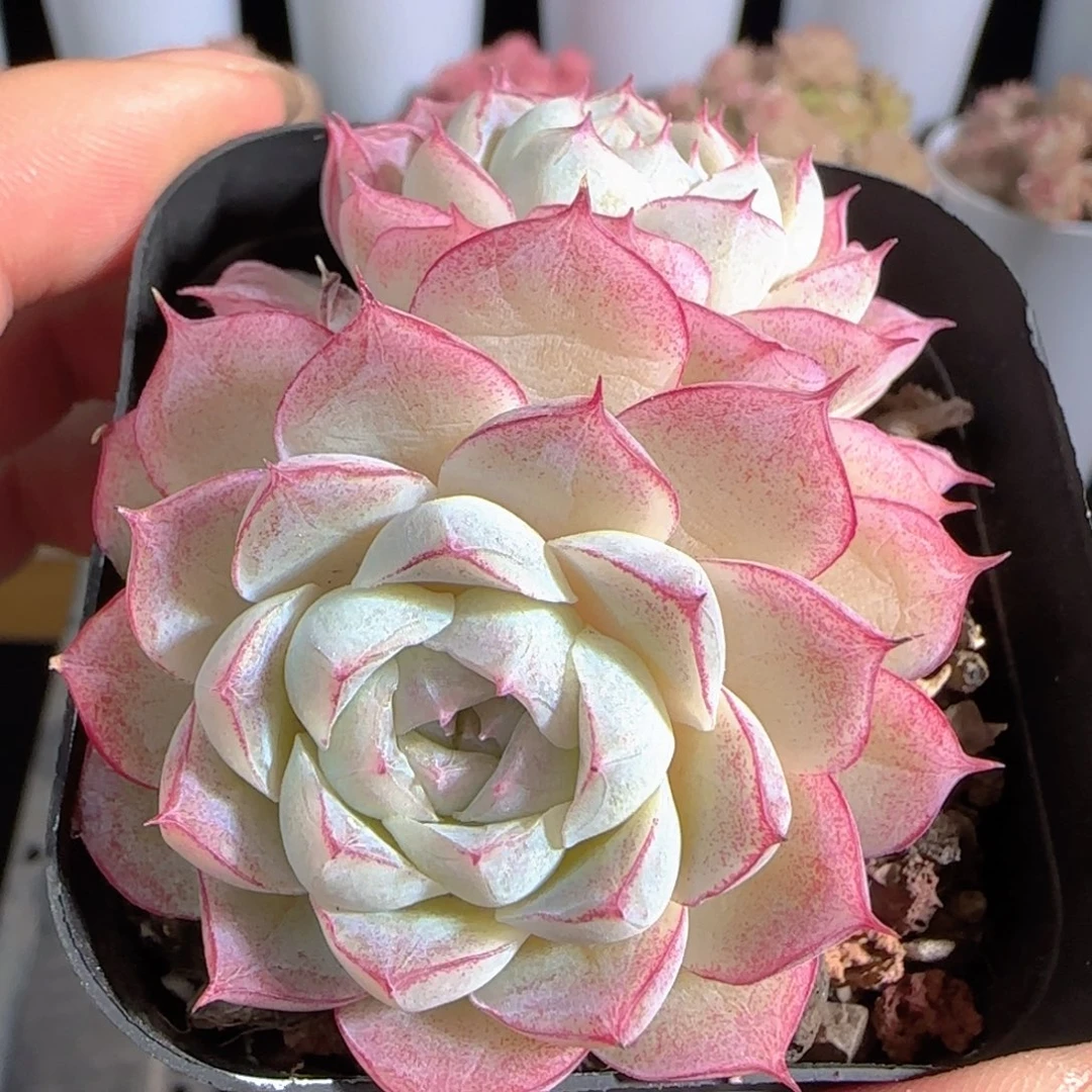 多肉0105-27女王玫瑰双头福利