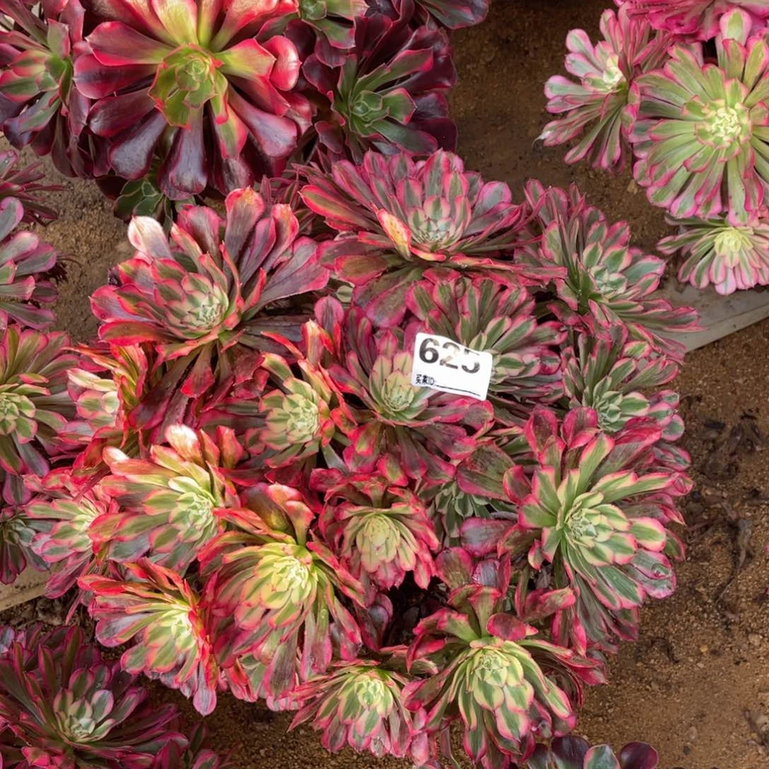 *****625红铜丛林多肉植物