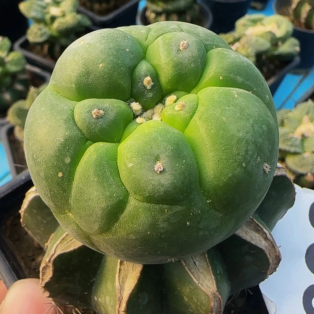 大尤仙868仙人球开花