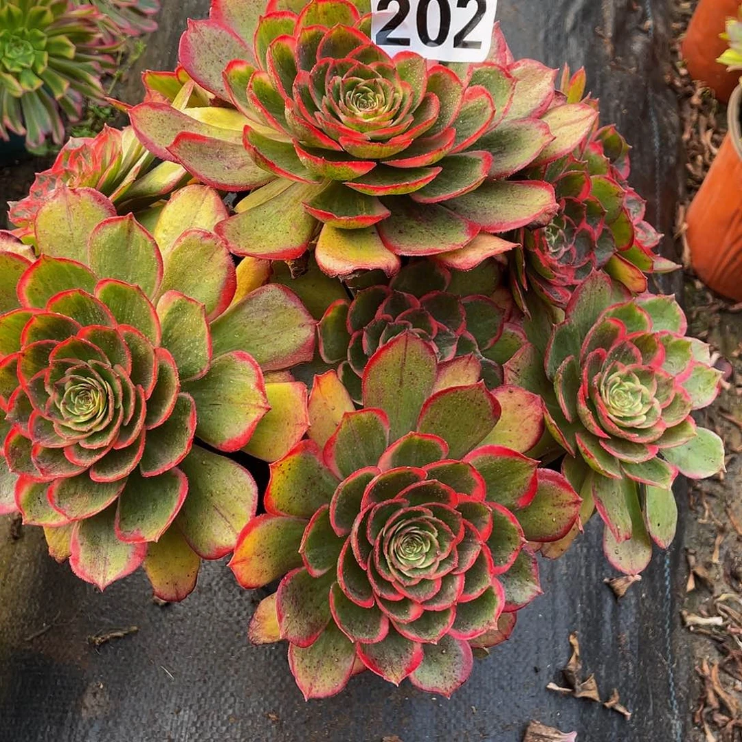 多肉法师202号粉花妖发货不包损