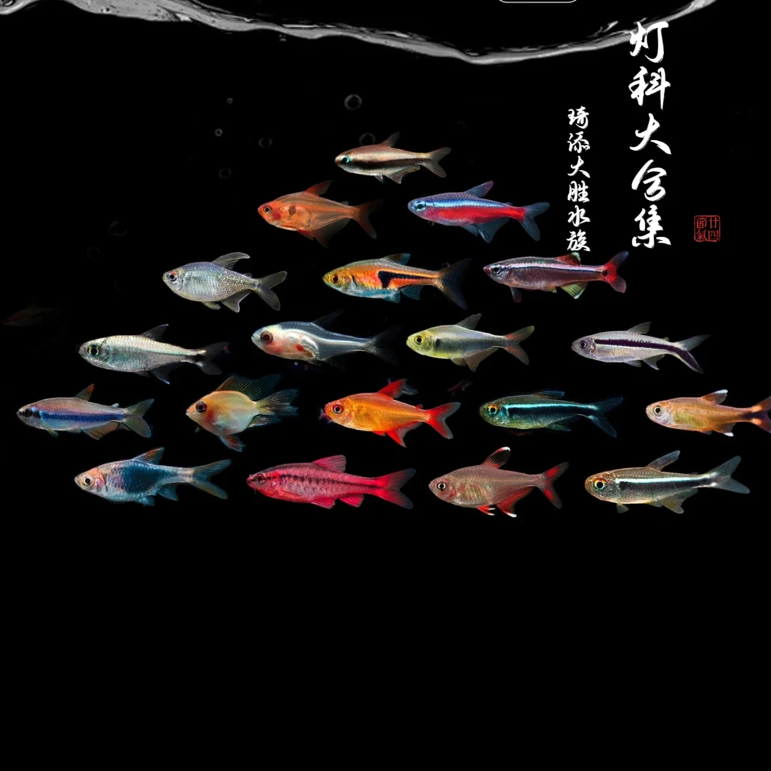 超萌好物 骑士铅笔 灯科鱼南美小型热带鱼淡水观赏鱼