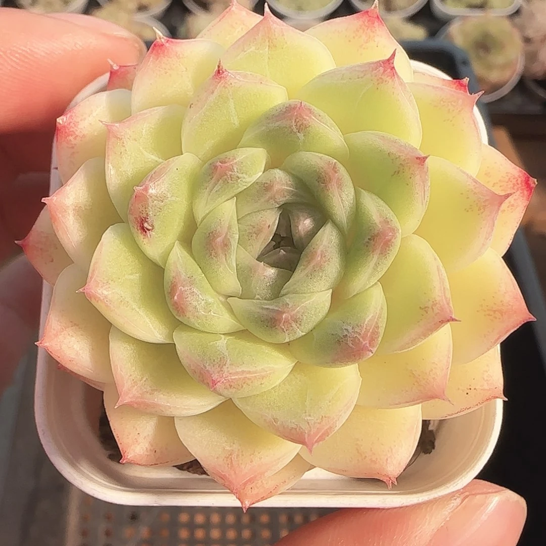 多肉1122-211云台