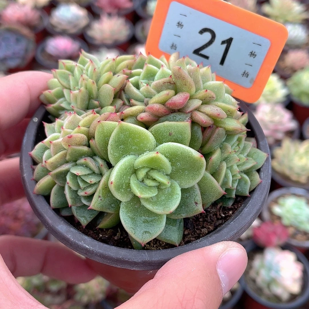 东云缀21号多肉植物