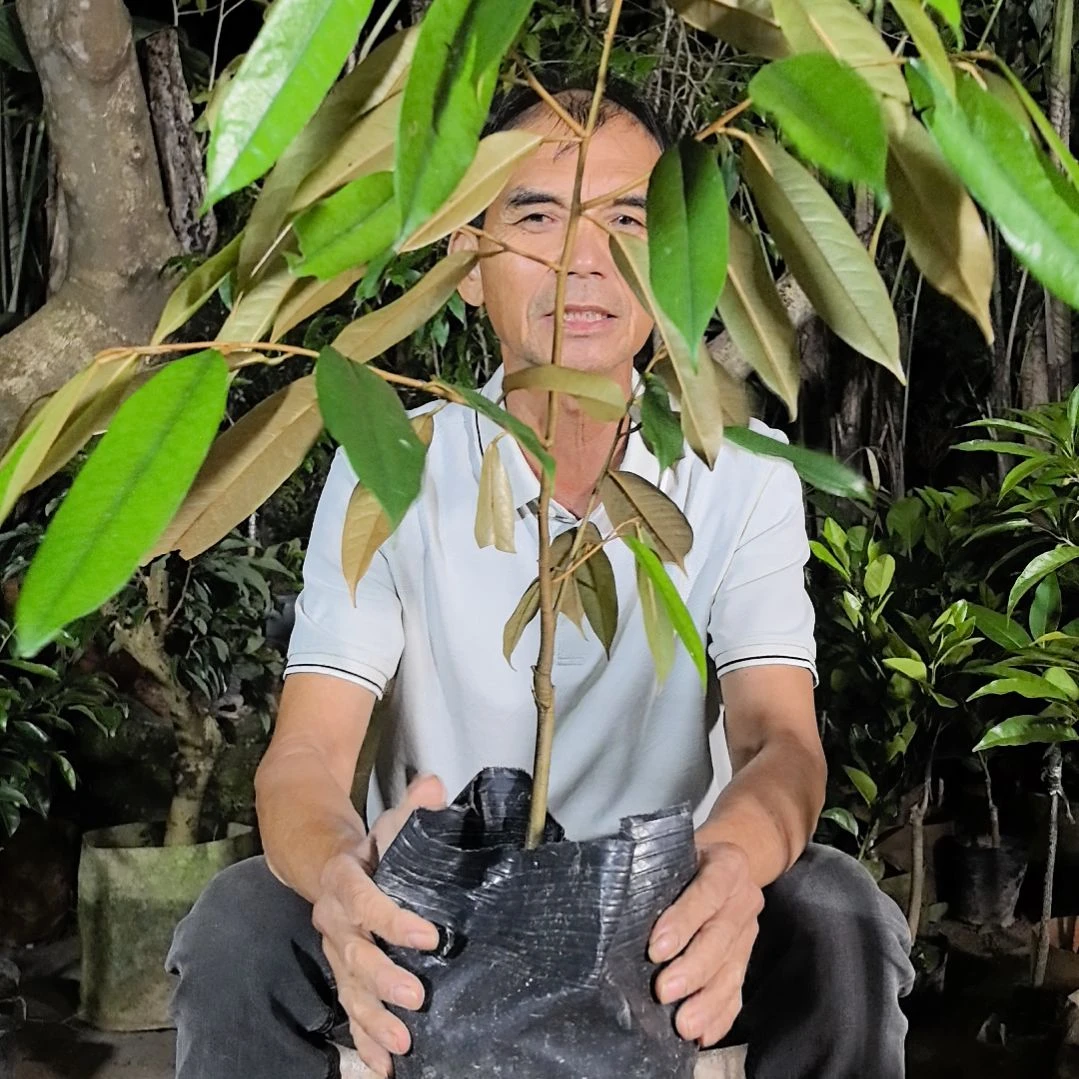 完全开放描山王果树苗