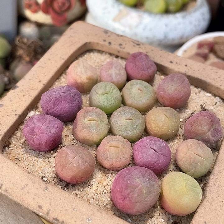 翠星一颗