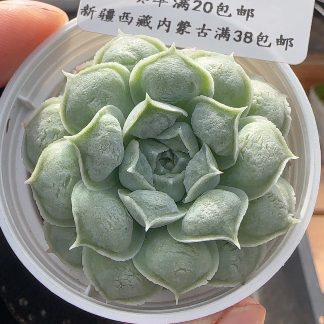 0616-106雨滴优选