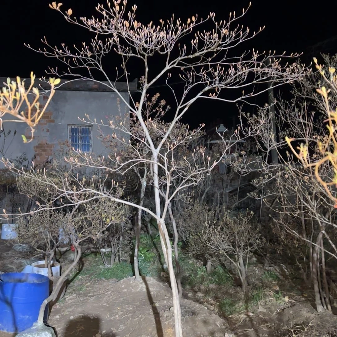 全部花苞大别山先花后叶映山红