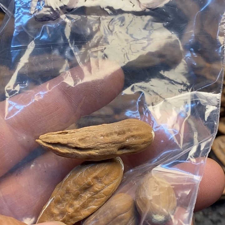 山***玉吊坠文玩核桃娜姐308