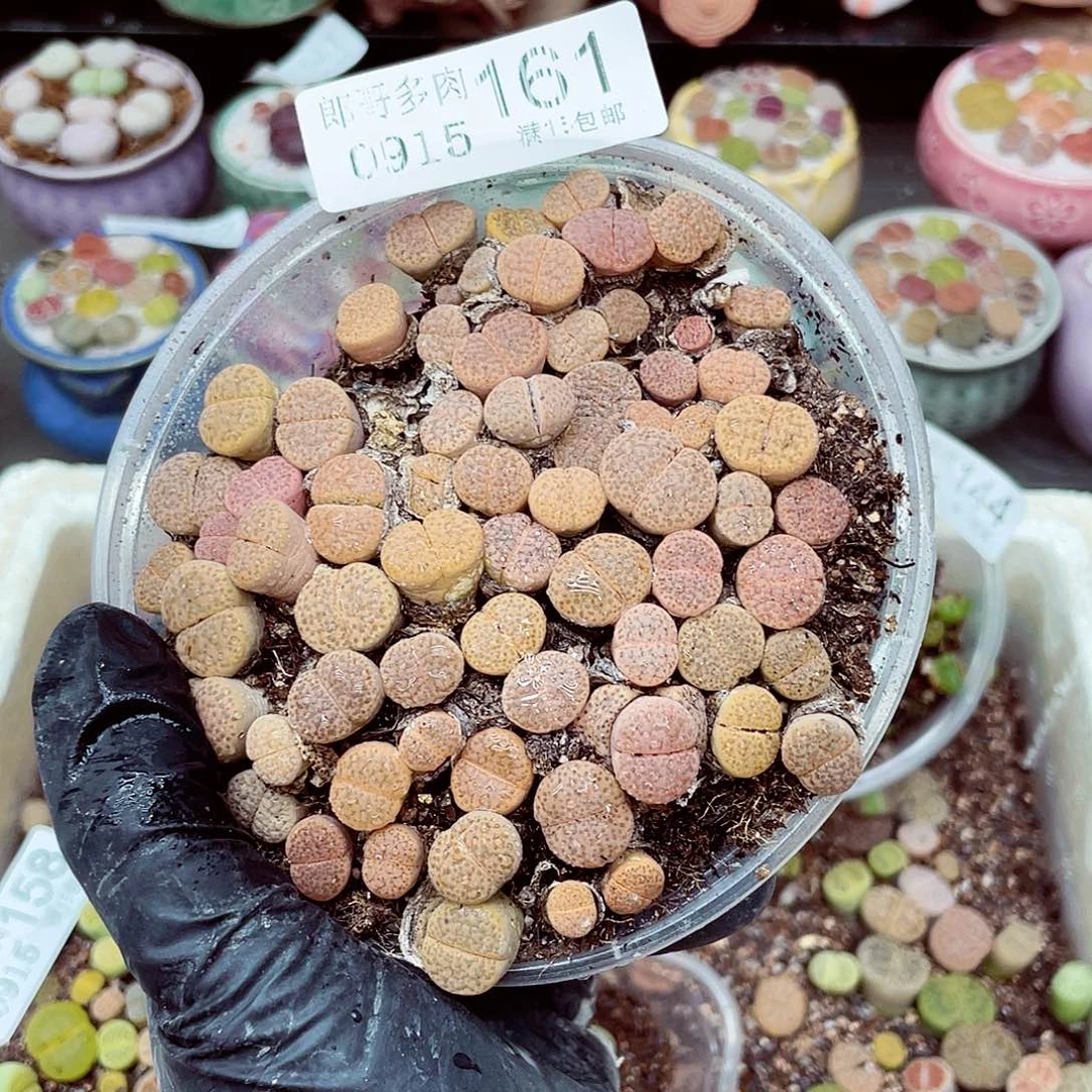 生石花18包邮0915-161