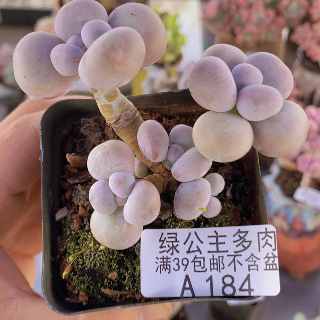 芭比奶洛7cm184多肉植物
