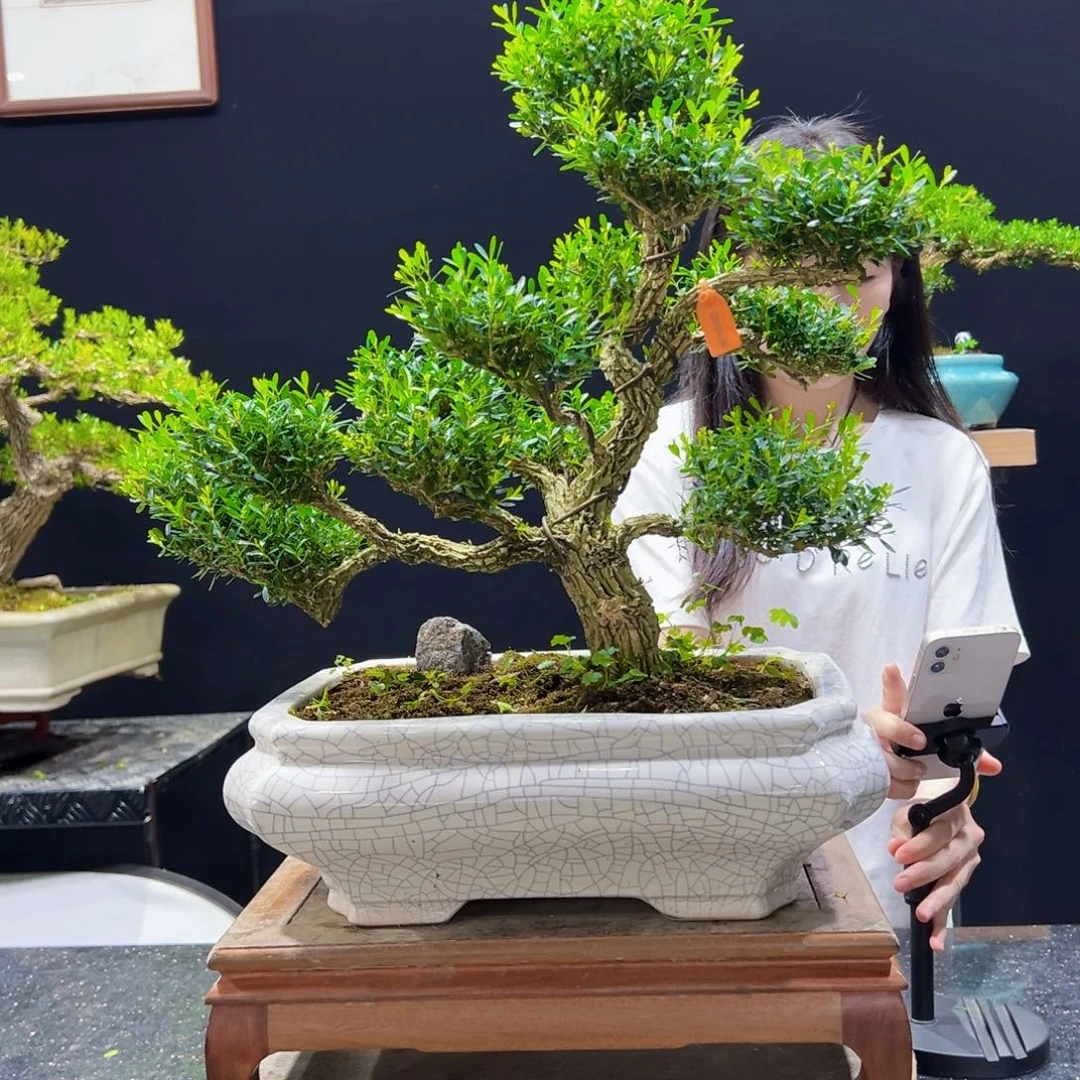 黄杨盆景老桩四季常青