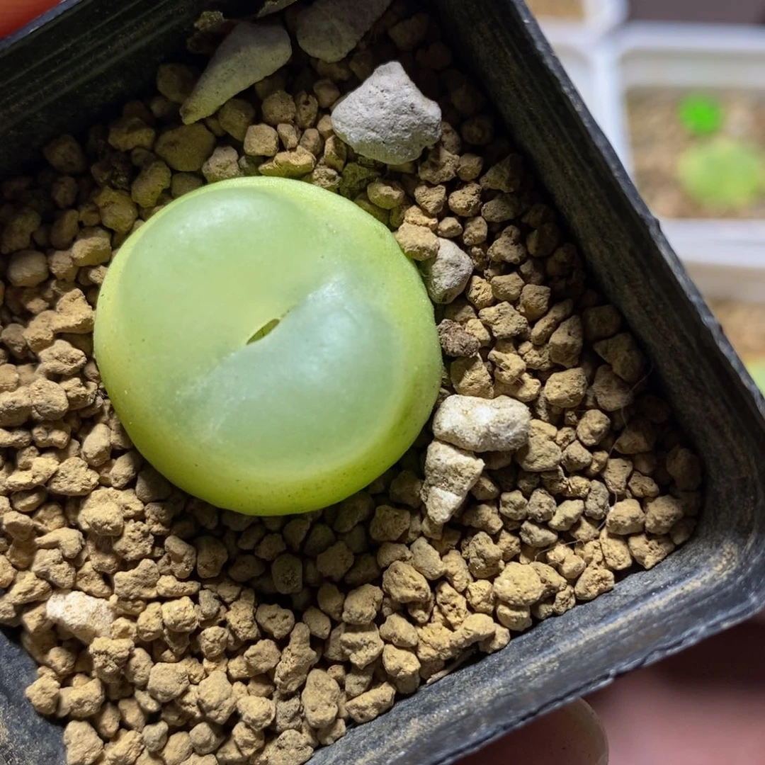 拉登（未褪皮）老皮2.3cm多肉带盆