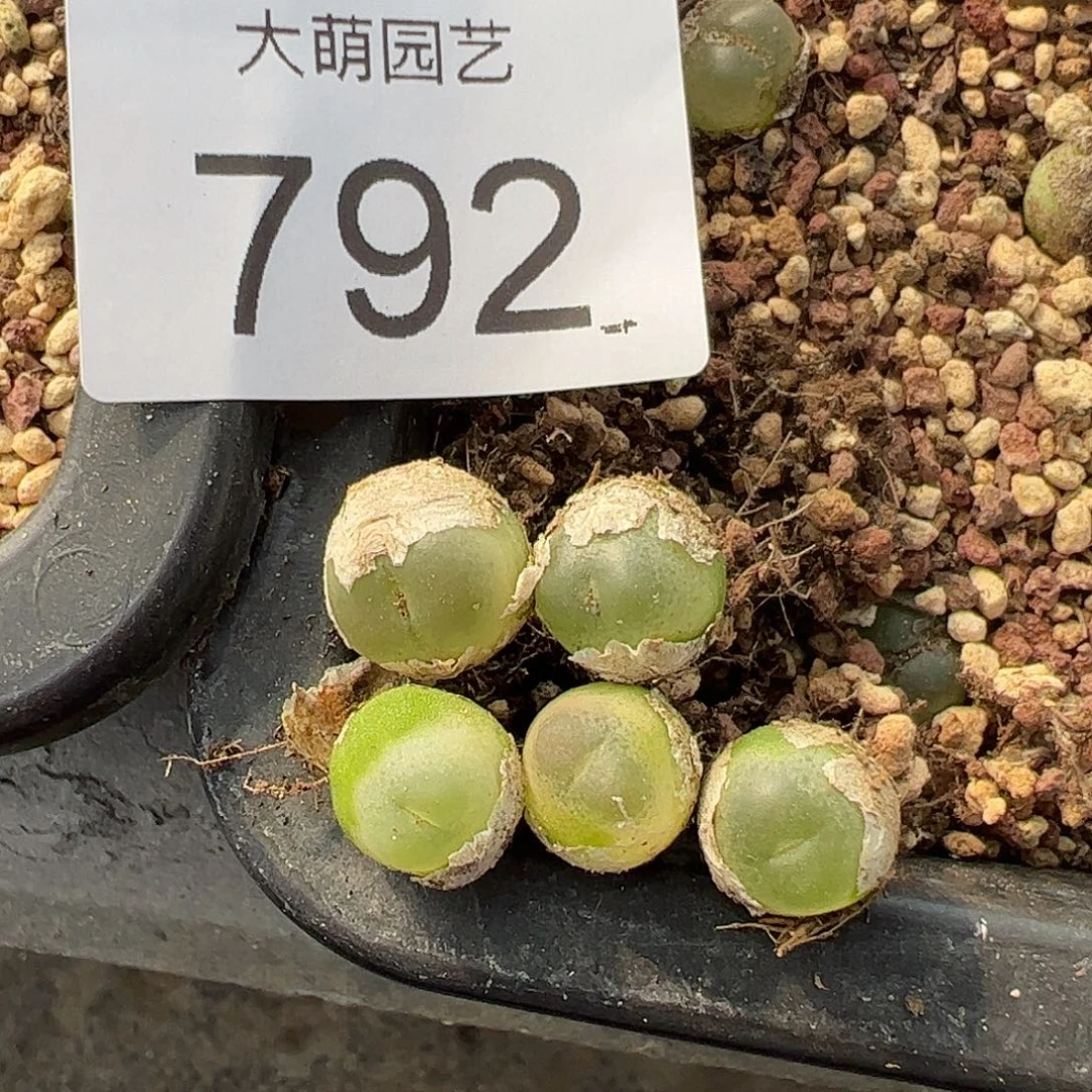 一物一拍4年拉登5颗。  792