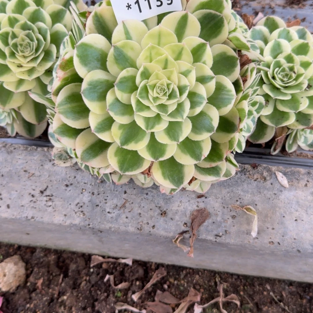 1139白雪公主 多肉植物