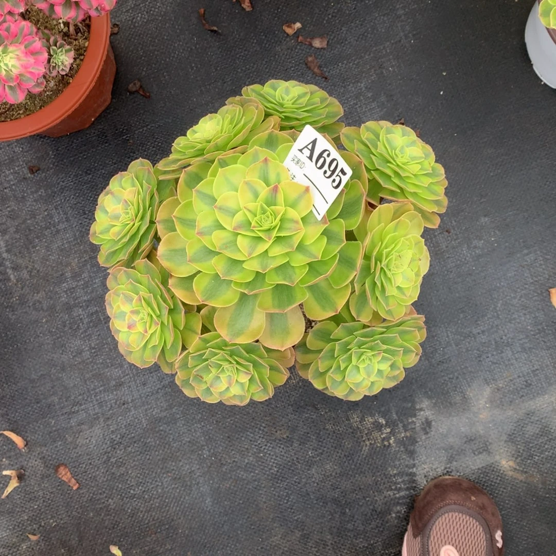 雨荷695法师多肉植物300000000