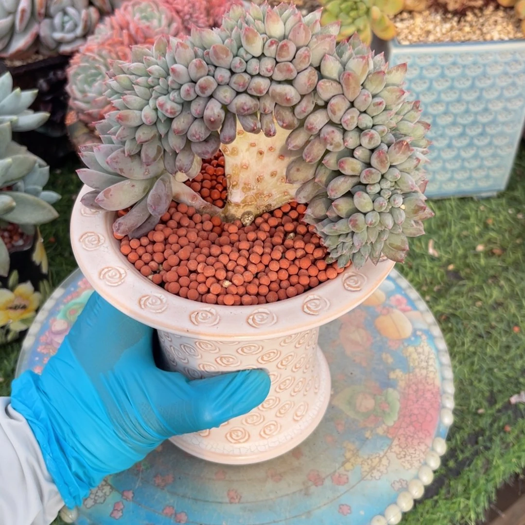 所罗门缀一物一拍