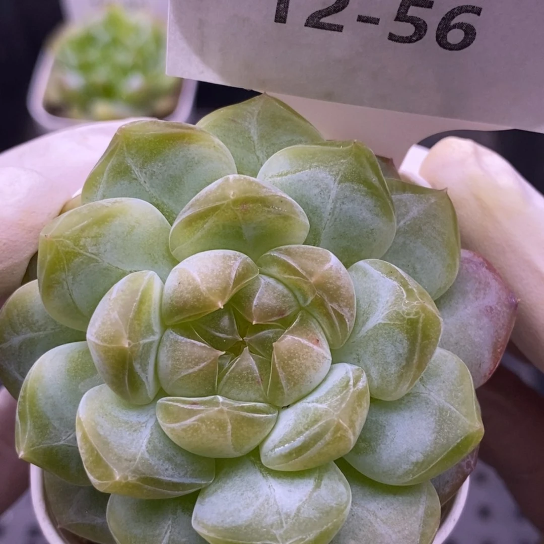 【闪购商品】12-56