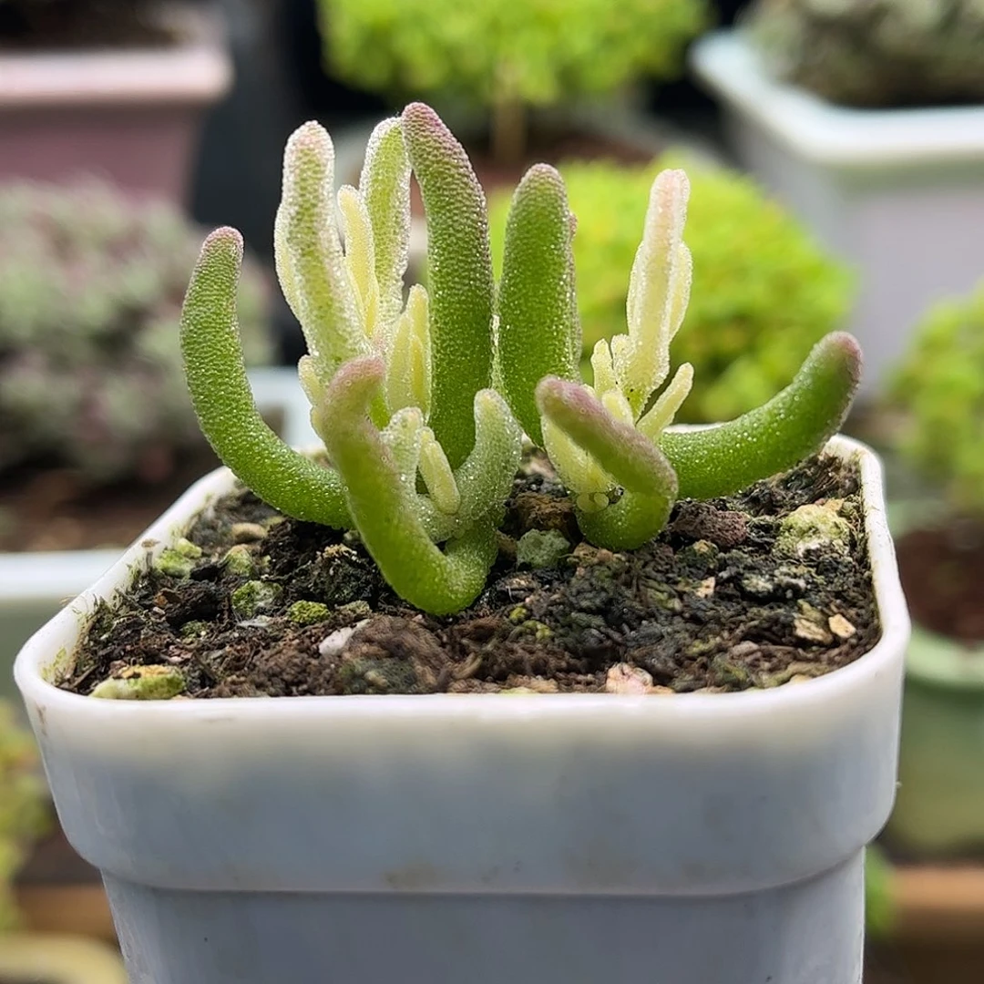 昕宝冰晶锦枝干番杏