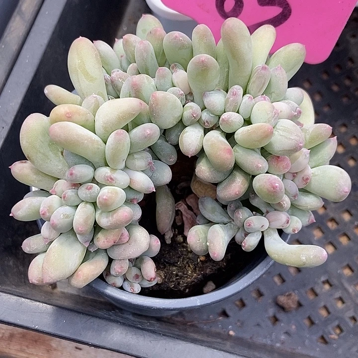 多肉植物三日月缀83