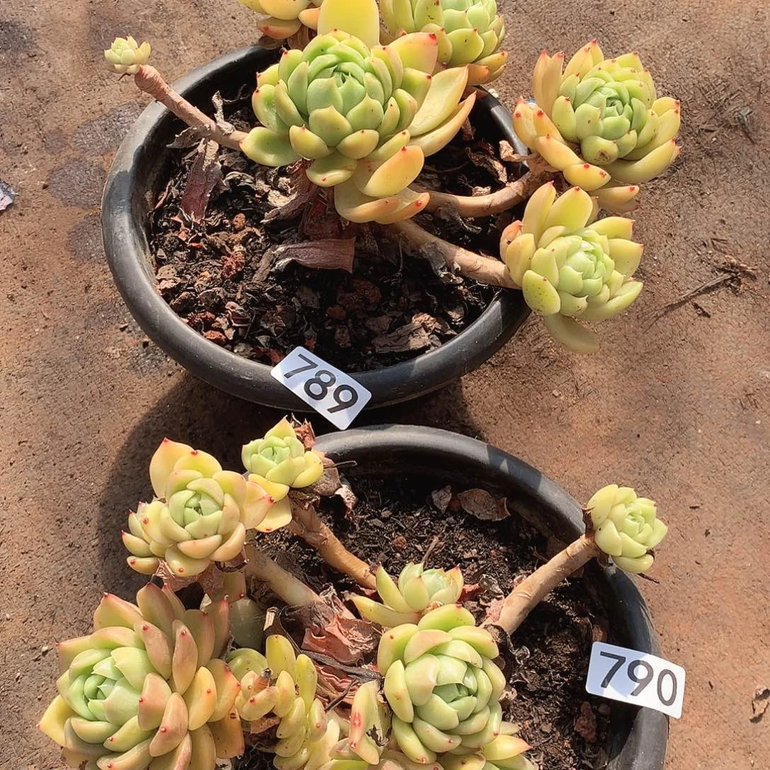 789.790白玫瑰不售后一物一拍多肉