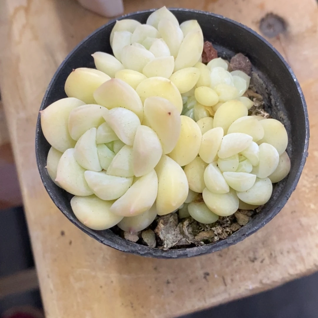 精品多肉一物一一拍不包整246