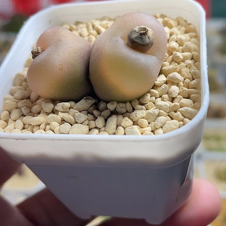 佳人园艺多肉生石花水蜜桃501