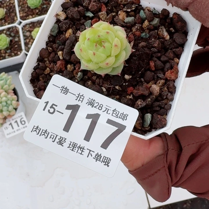 熊猫珍妮2.5cm无盆土发货多