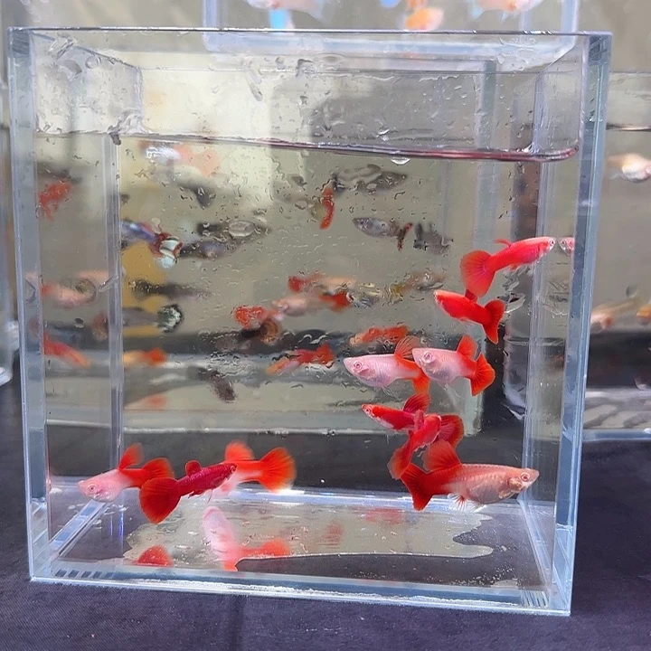 孔雀鱼小血红孔雀10条