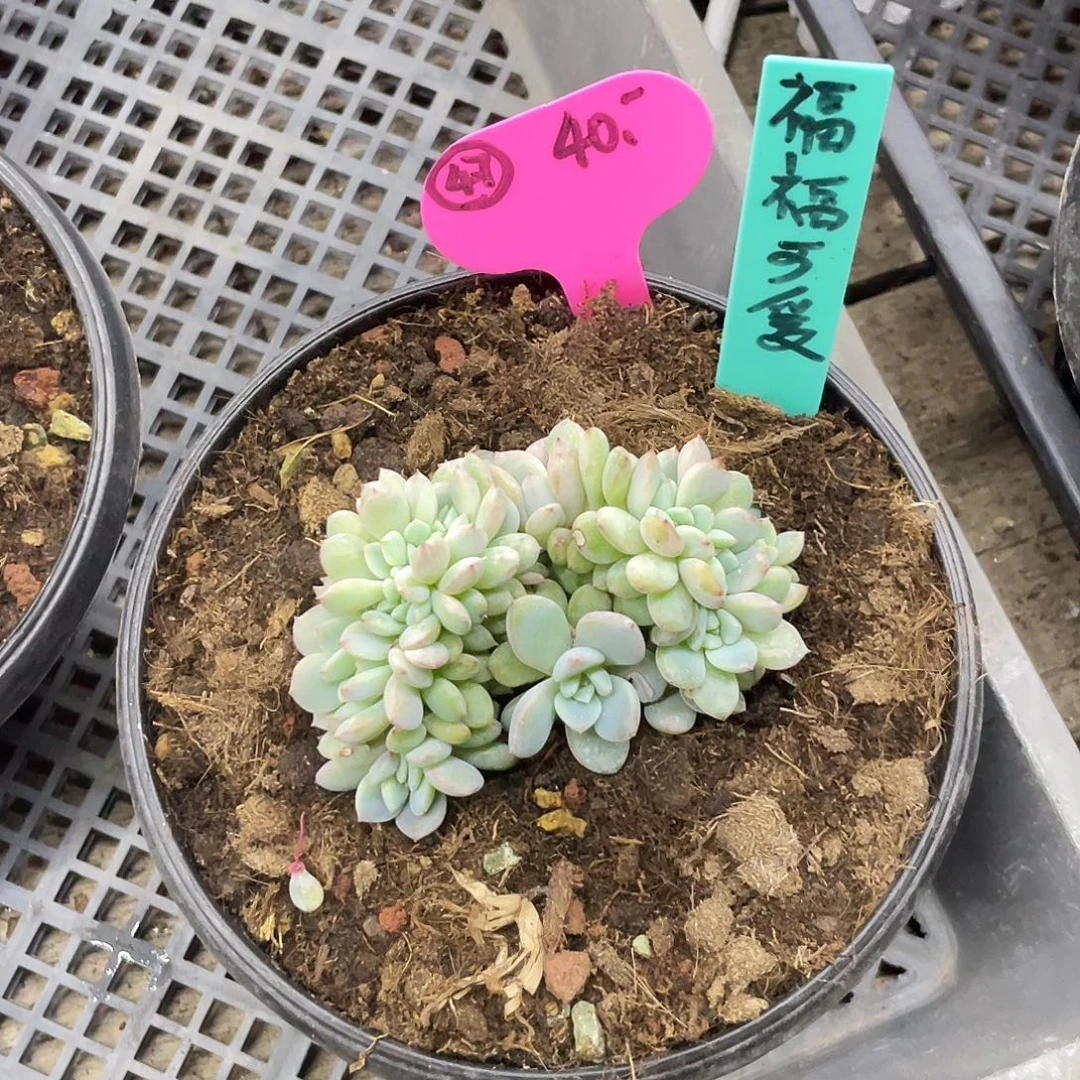 福***z多肉星影缀，默认底切