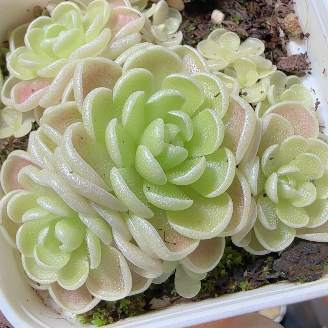 花语逸镜1111-200爱丽丝