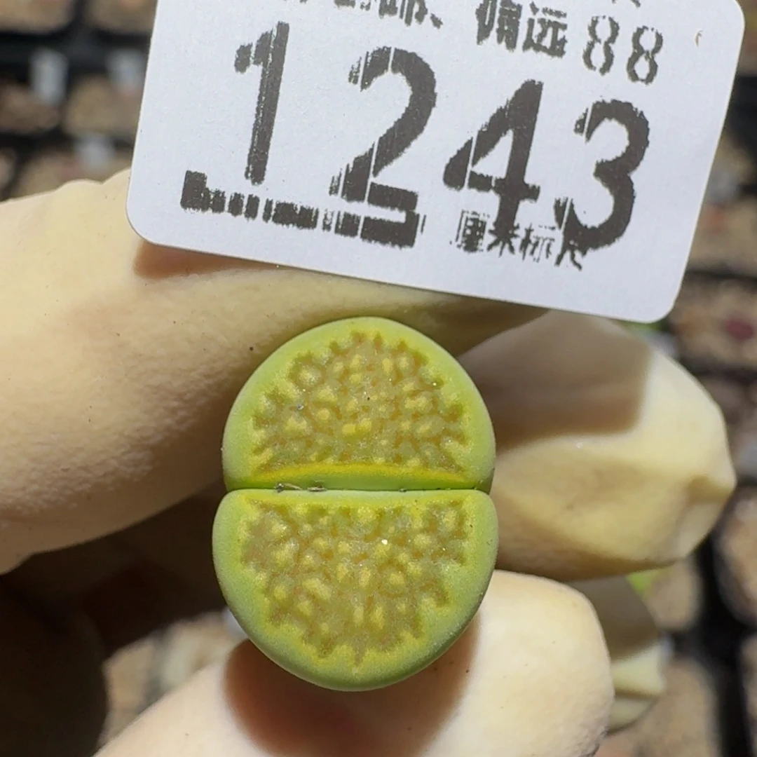 zzzz精品生石花1243