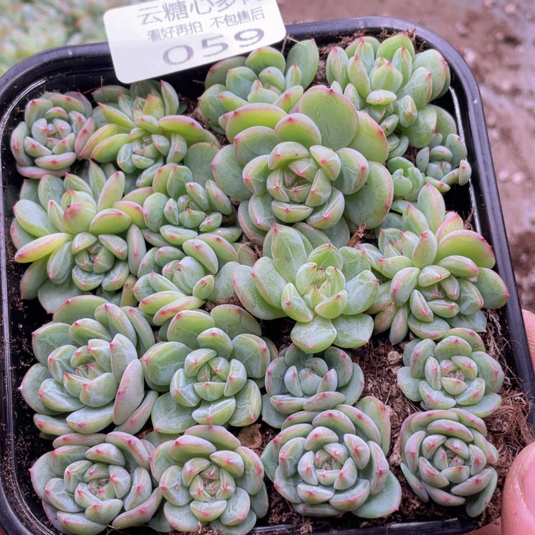 云糖心多肉植物59