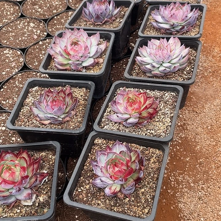 惊鸿仙子多肉植物10颗230