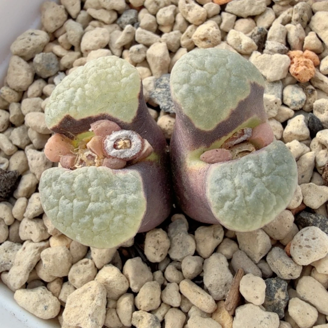 冰雪女王磁铁 12-11-L42