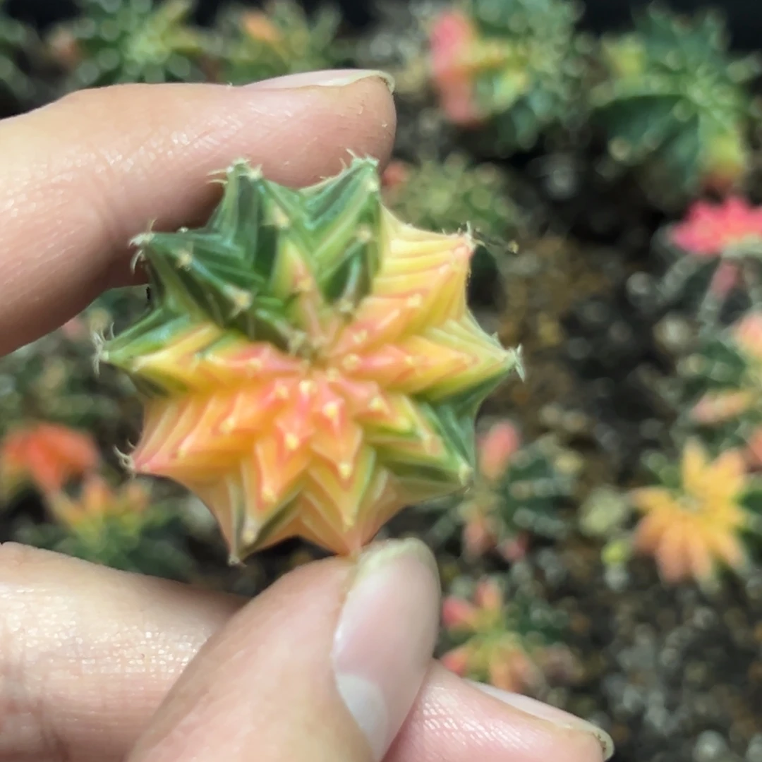 实生肋骨锦脱土发货