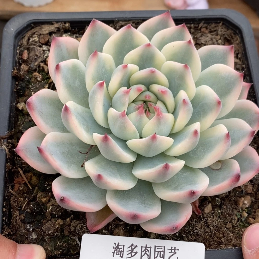 吉娃娃锦多肉植物2092
