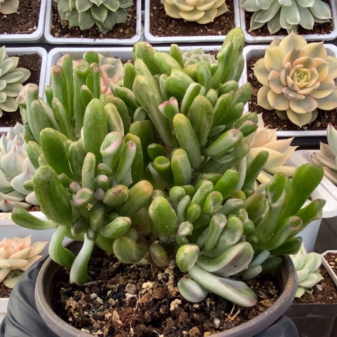 408吸财树锦锦锦锦锦锦