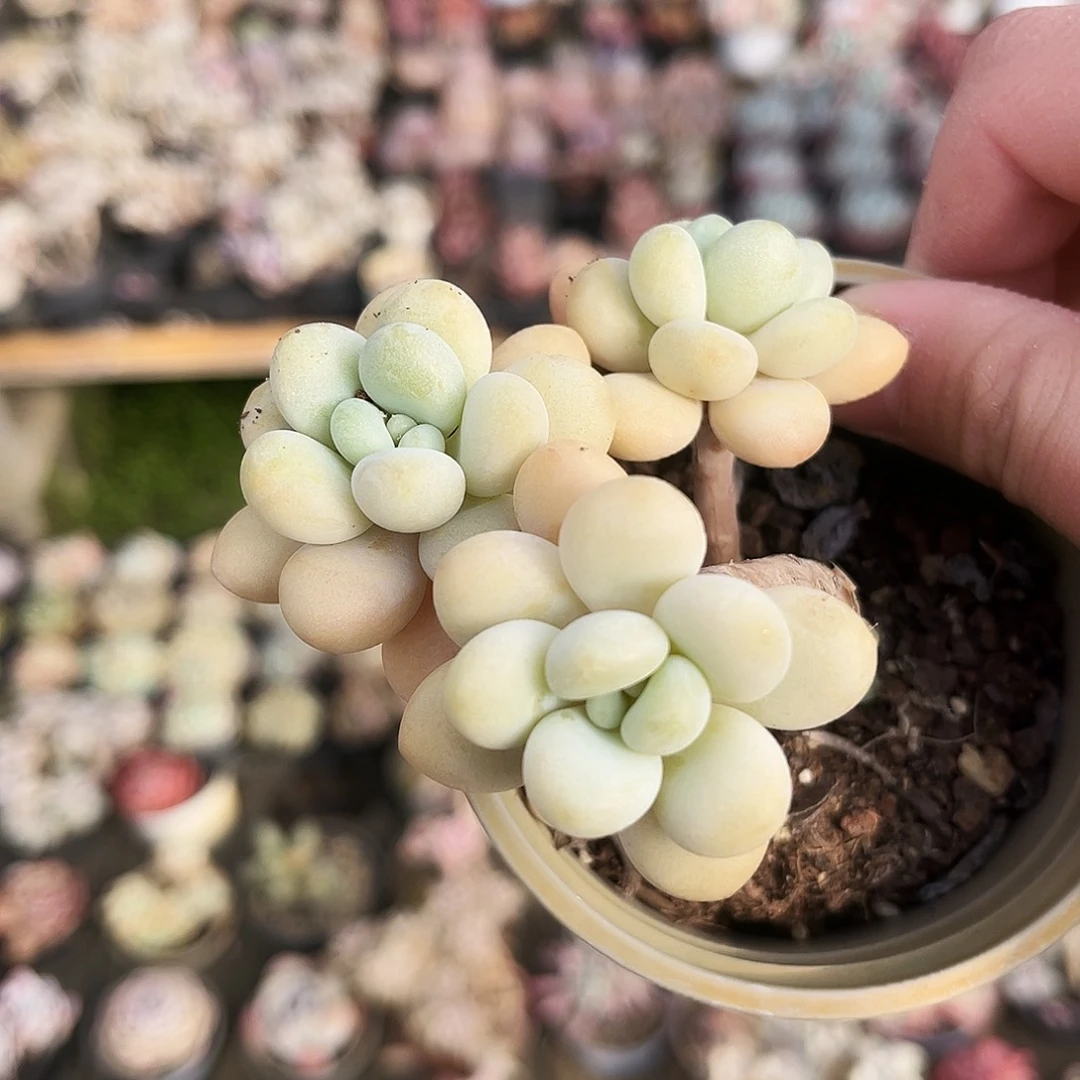 王**?276健健康康快乐了