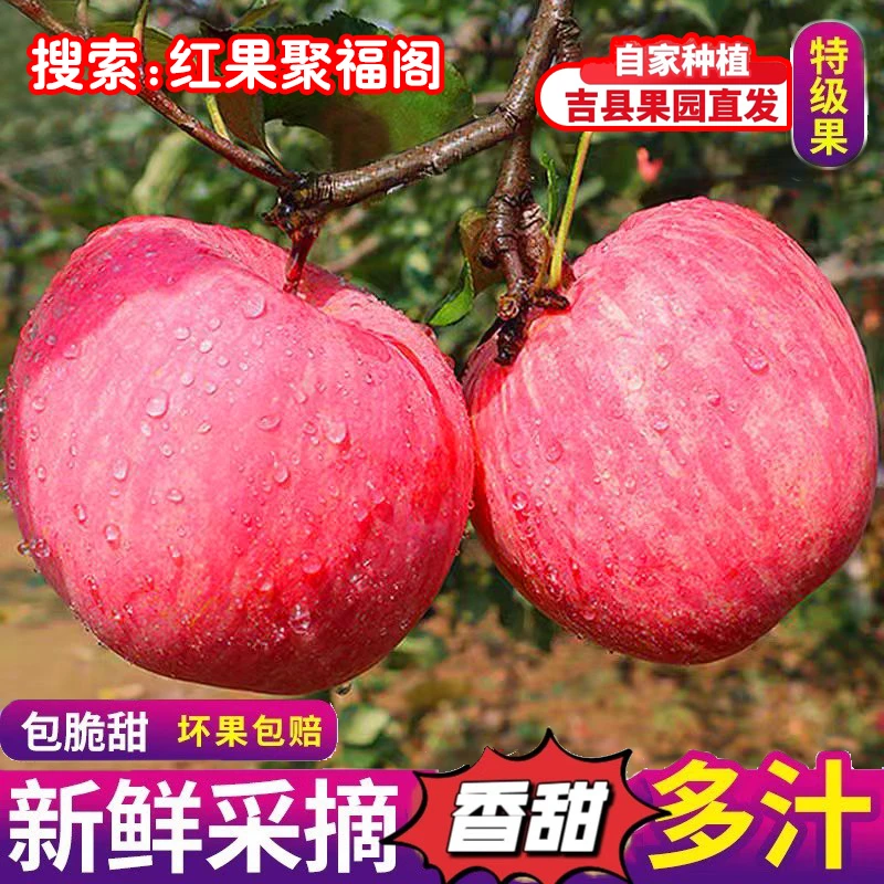 山西正宗吉县壶口当季应季红富士苹果包邮