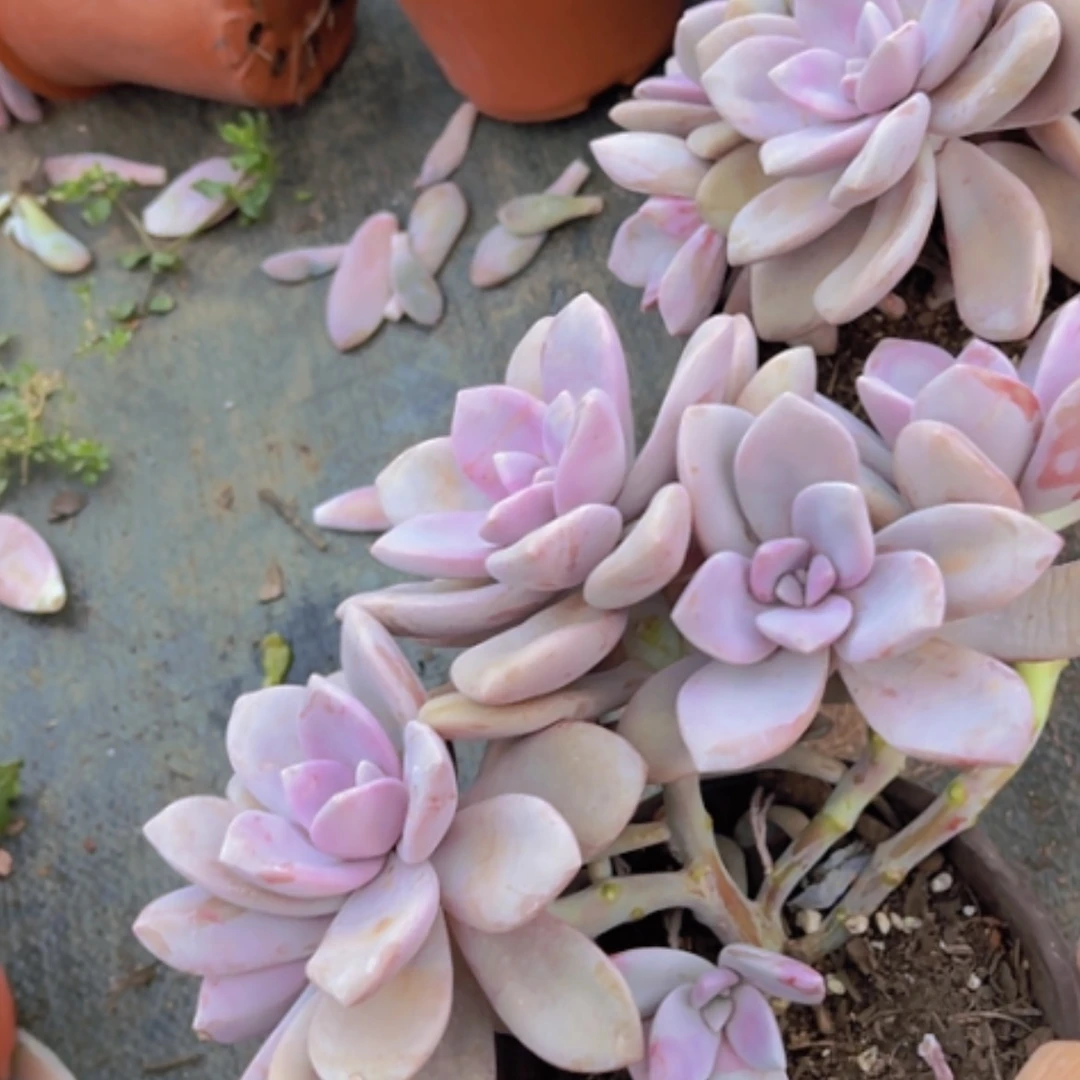 【闪购商品】桃霜朵朵07275